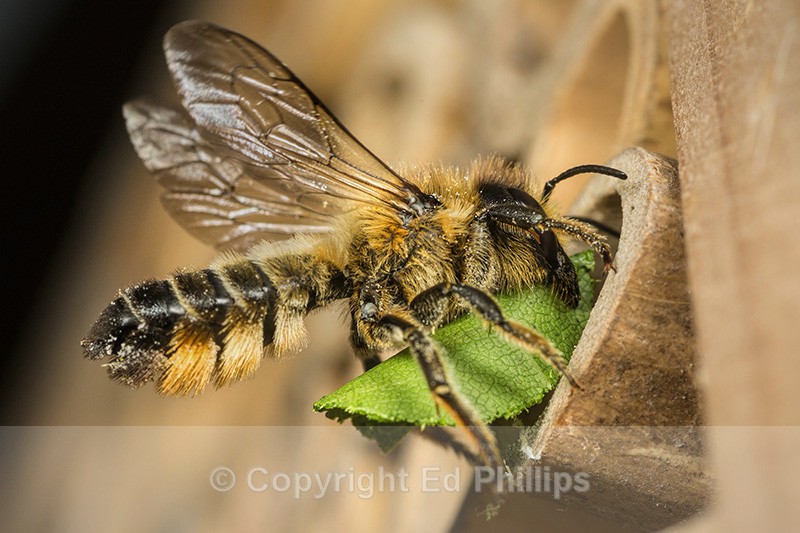 Megachile versicolor (f) - Megachile versicolor