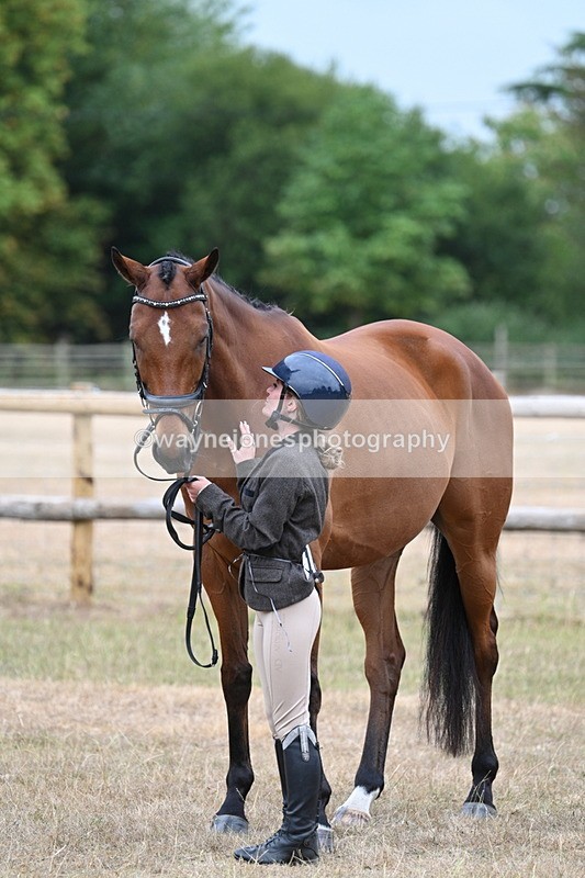 WJ7_9917 - Class 5a Most Handsome Gelding (above 14.2hh)