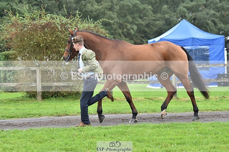 231018-123638-00394 - 048-MASTER.LOUIS-George.Vergerson-rowley-TrotUp
