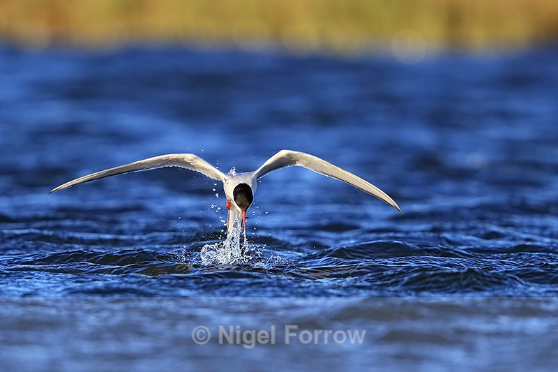Arctic Tern rises from water, Floi, Iceland - Arctic Tern