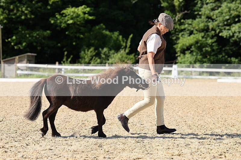 1X9A0651 - Class 3: Youngstock 1, 2, 3 year old not to exceed 153cm