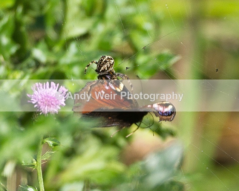 20110917-_MG_6857 - Butterflies & Moths