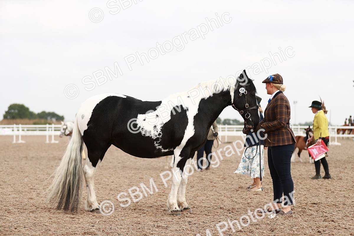 SBM_11833 - Class 206 IH Non Show Type Pony