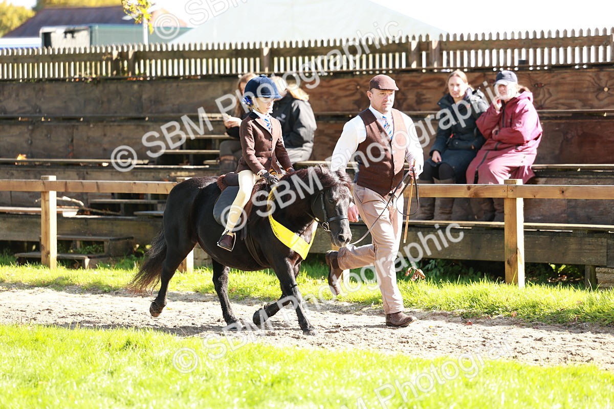 SBM_42143 - S32 - Mountain & Moorland Working Hunter Pony