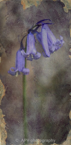 Bluebell.. - DL Size Cards