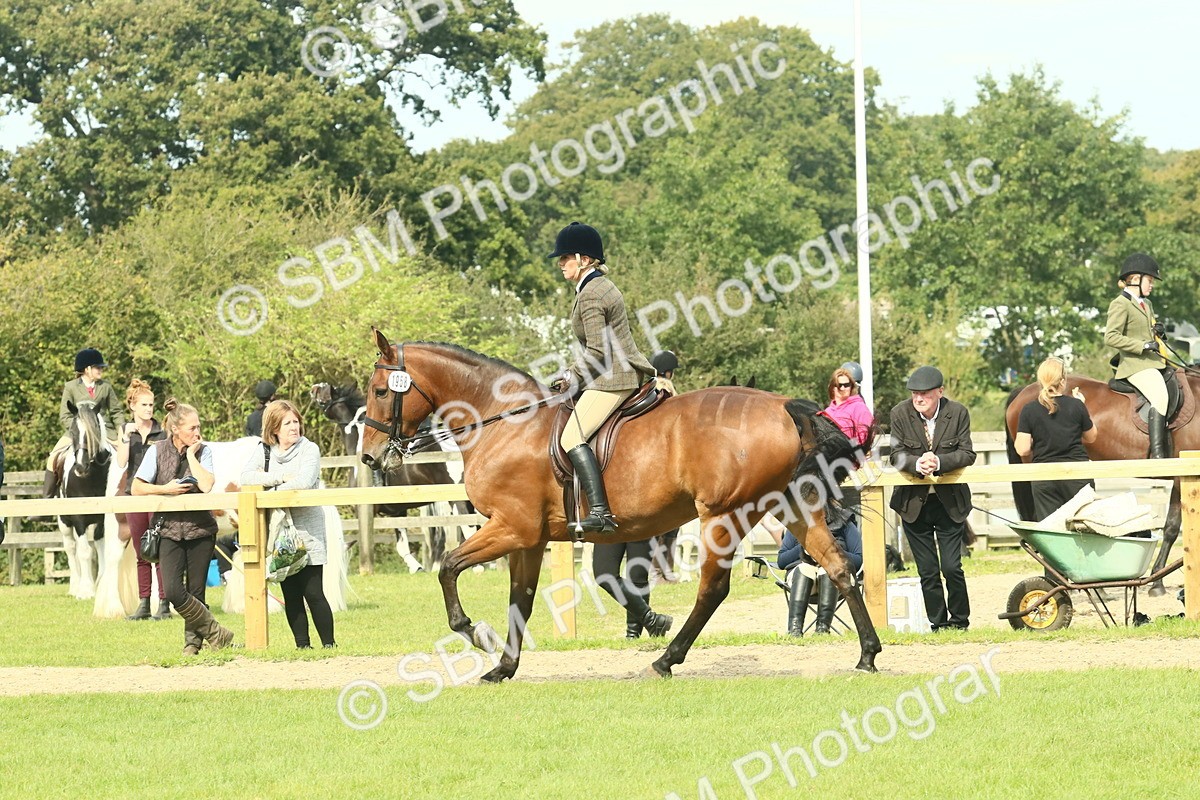 SBM_66711 - S34 - Rehabilitated Rescue Horse & Pony In Hand & Ridden