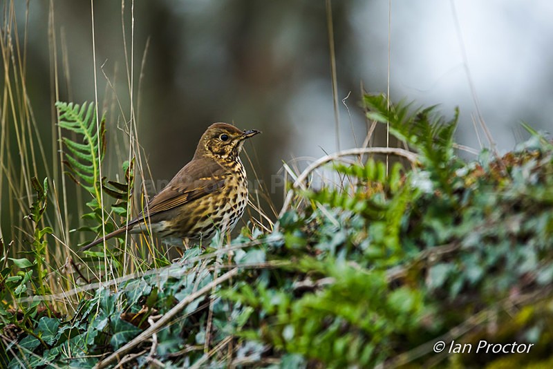 Song Thrush on hedgerow - Nature