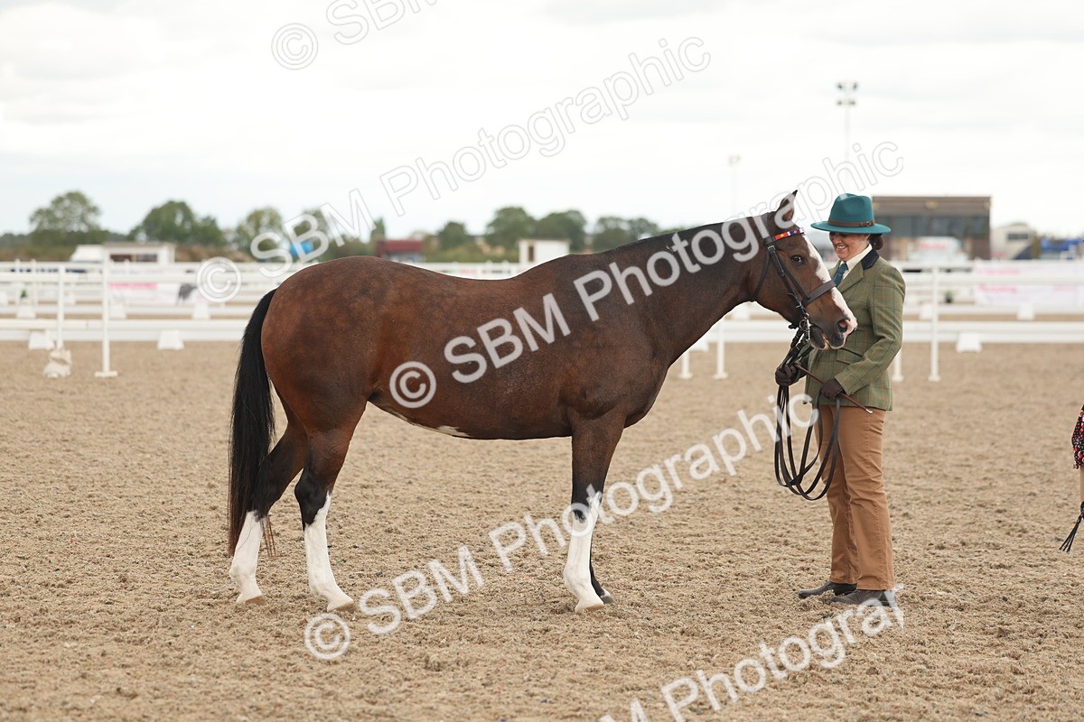 SBM_07656 - Class 26 - IH Foreign Breeds - Part Bred