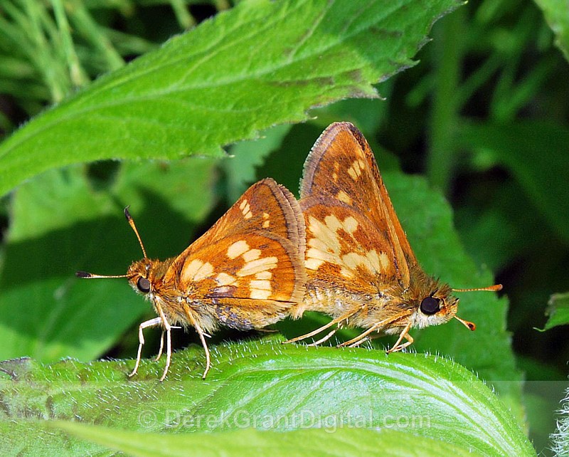 Polites peckius (mating pair) - Butterflies & Moths of Atlantic Canada