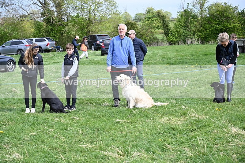 WJ6_8704 - Class 8 Best Working / Gun Dog or Bitch