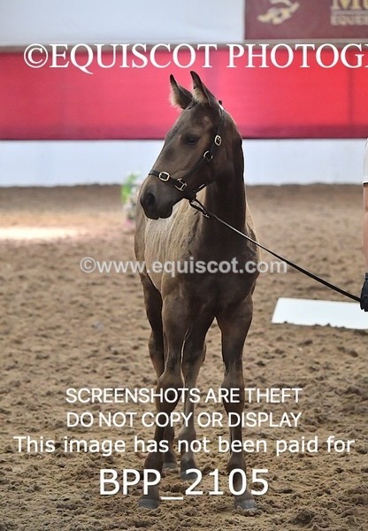 BPP_2105 - AFTERNOON 12.30 - 3.30PM