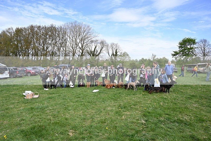 WJ6_9171 - Class 8 Best Working / Gun Dog or Bitch