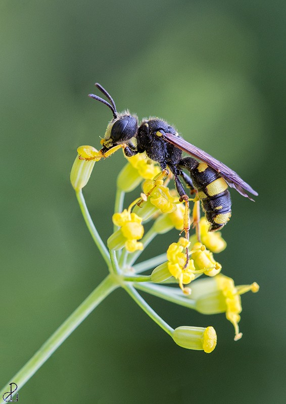 Macro photography by Diana Uzun