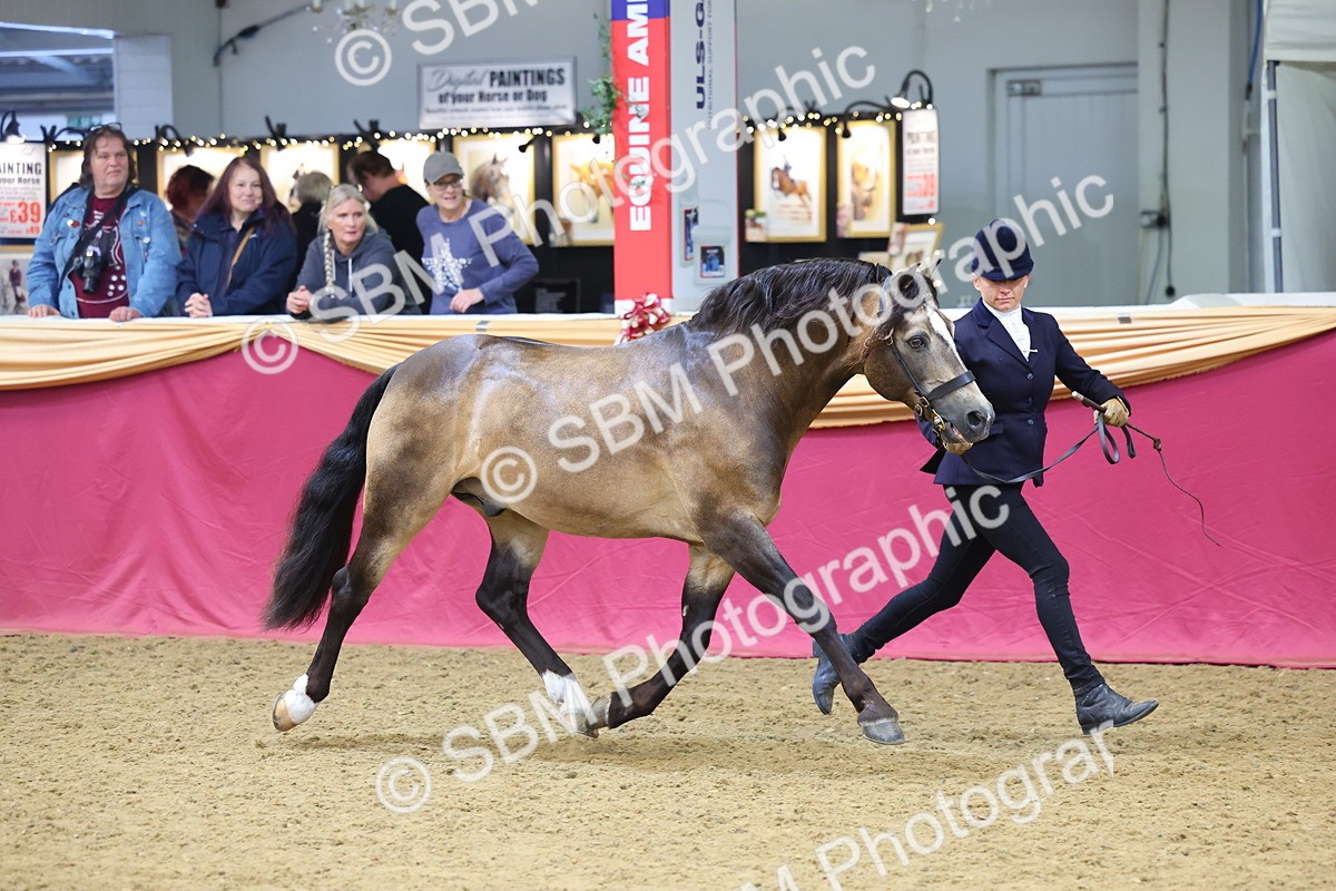 SBM_22677 - Class 903 - Supreme Final - IH Pre Vet