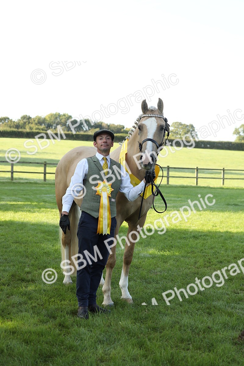 SBM_57974 - S42 - Youngstock