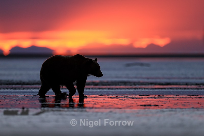 Brown Bear dawn walk along beach, Silver Salmon Creek, Alaska - Brown Bear