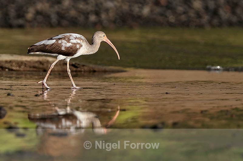 White Ibis reflection, Costa Rica - White Ibis