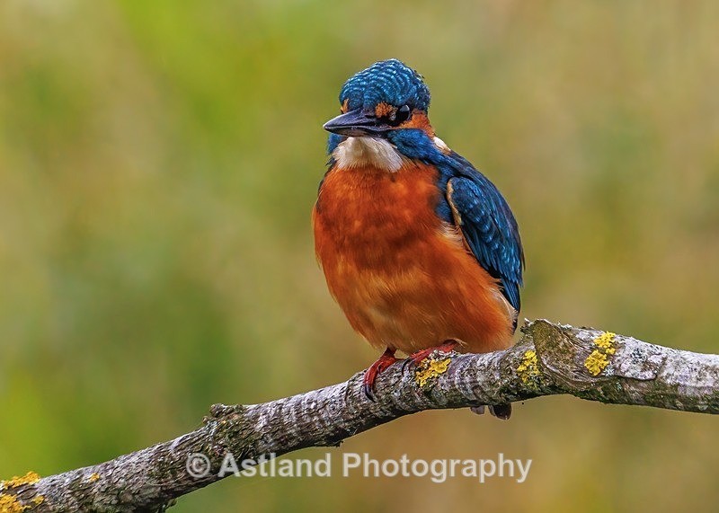 Kingfisher - Latest Images