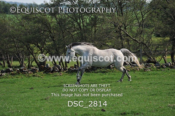 DSC_2814 - ARCHIVE REQUEST - Quincy and Guinness