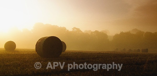 Evening Bales - DL Size Cards