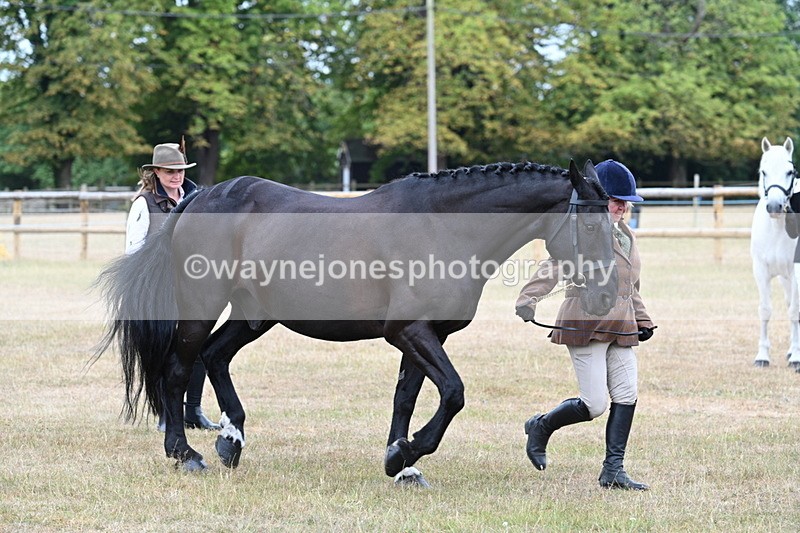 WJ7_0045 - Class 5a Most Handsome Gelding (above 14.2hh)