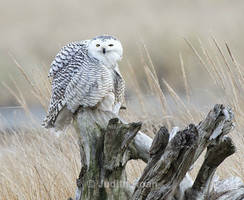 Snowy Owl 2012-2 - Snowy Owls