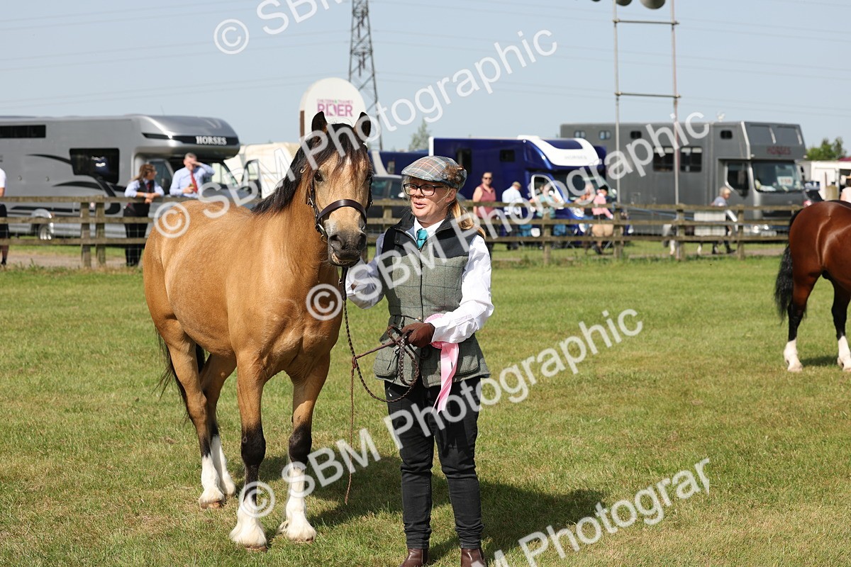 SBM_02171 - Class 6-13 - Mountatin and Moorland In Hand Welsh Breeds