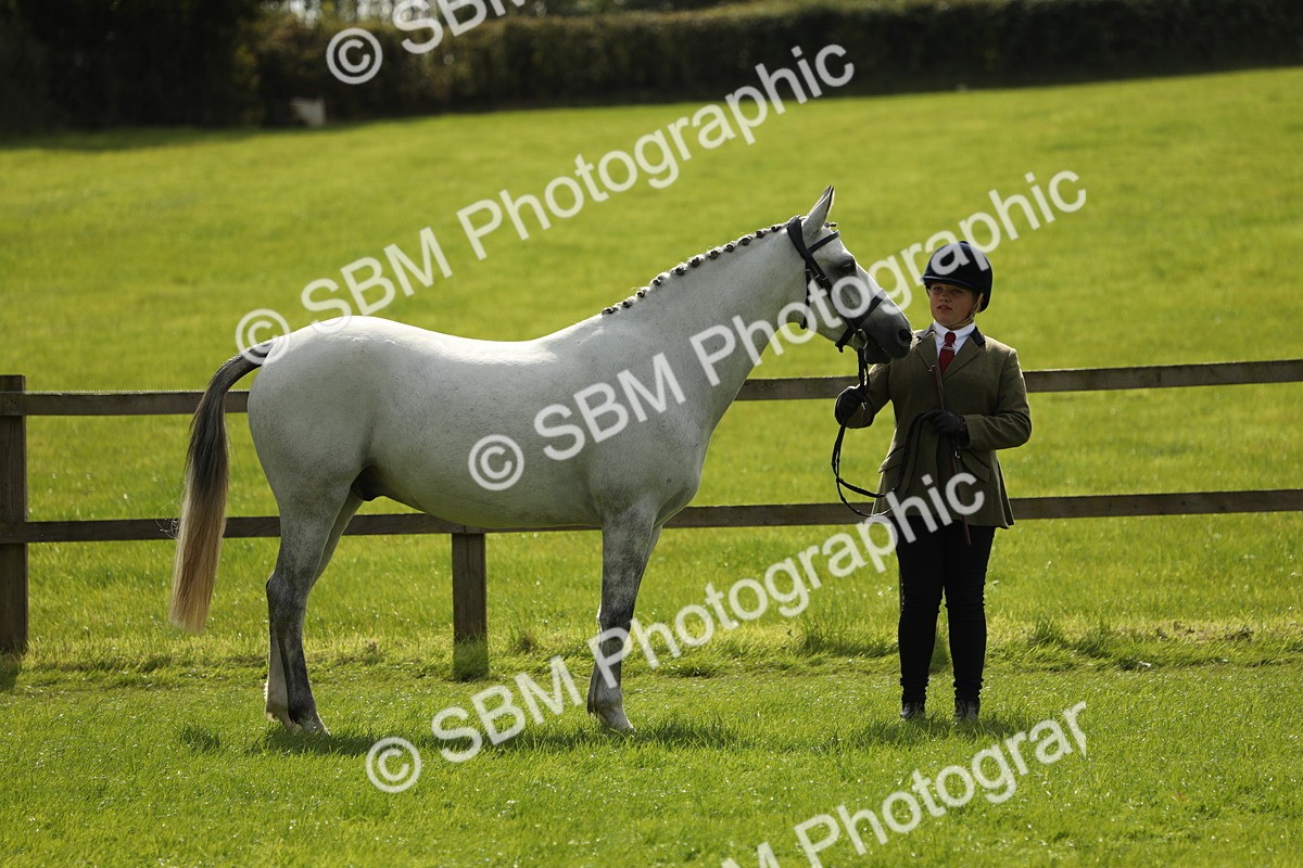 SBM_65570 - S48 - Show Pony & Show Hunter Pony In Hand
