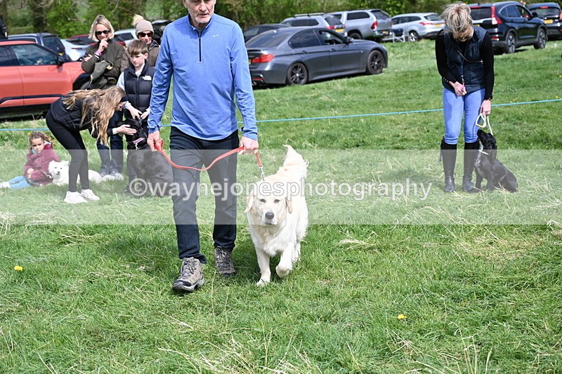 WJ6_9043 - Class 8 Best Working / Gun Dog or Bitch