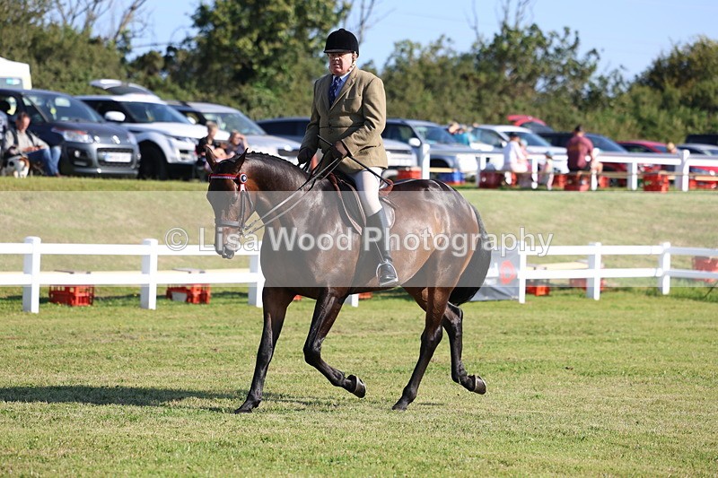 3E7A5413 - Class 2: Rising Star Large Hack/Riding Horse