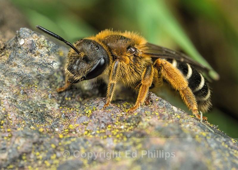 Halictus rubicundus (f) - Halictus rubicundus