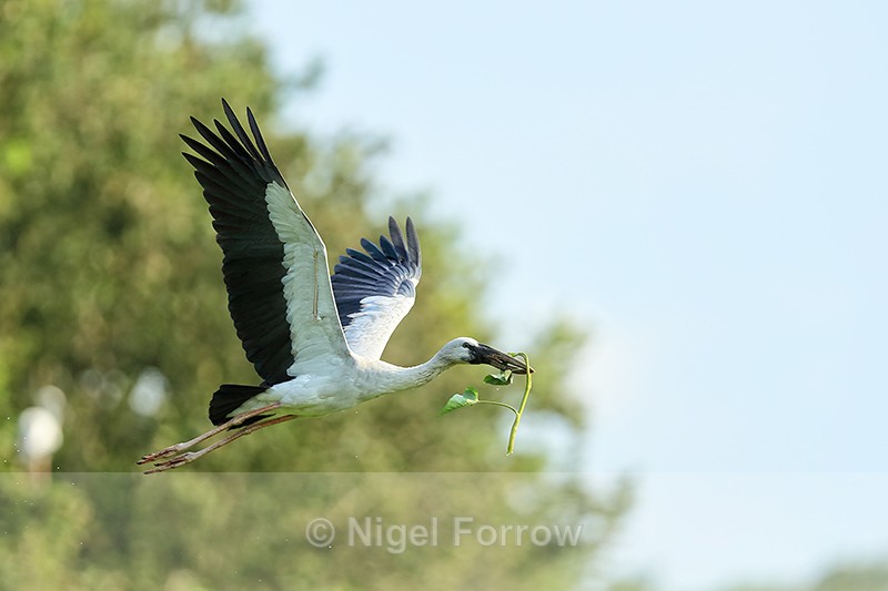 Flying Asian Openbill with foliage, Gao Giong, Vietnam - Asian Openbill