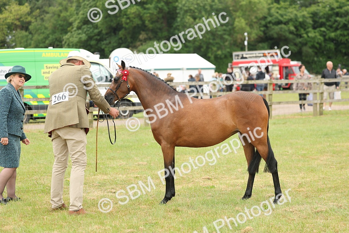 SBM_05410 - Class 68-73 - Riding Pony Breeding
