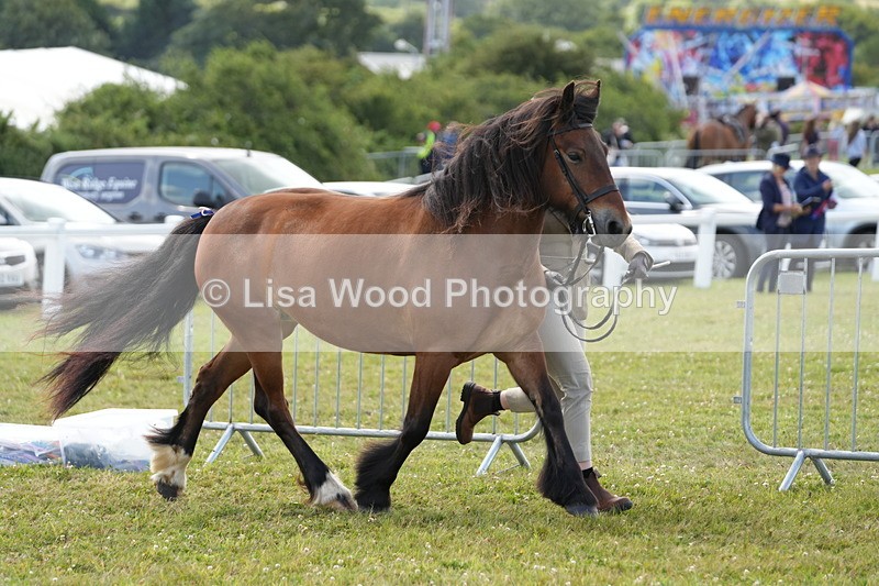 DSC05733 - Class 51: NPS M&M 4 years and over Large Breeds