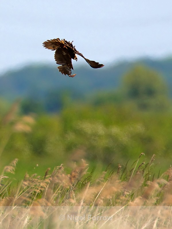 Marsh Harrier (female) hunting above the reeds at Otmoor - Marsh Harrier