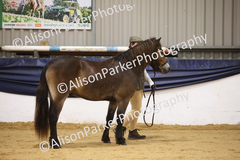 20260913-1051 - Class 109 - Bred On Exmoor In Hand