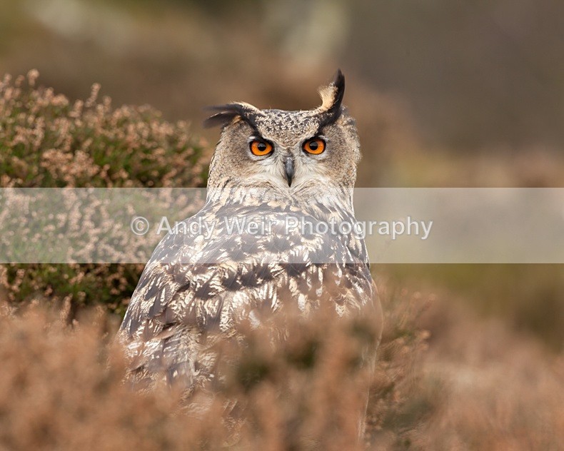  - Eagle Owl