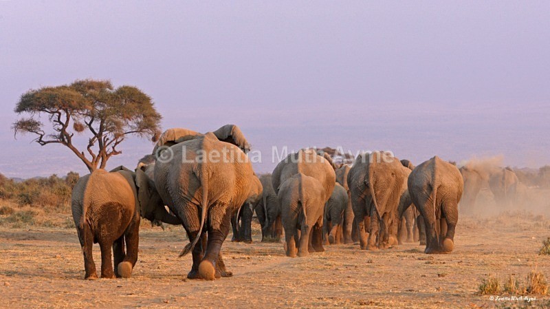 _M7B0117 Amboseli - Elephants