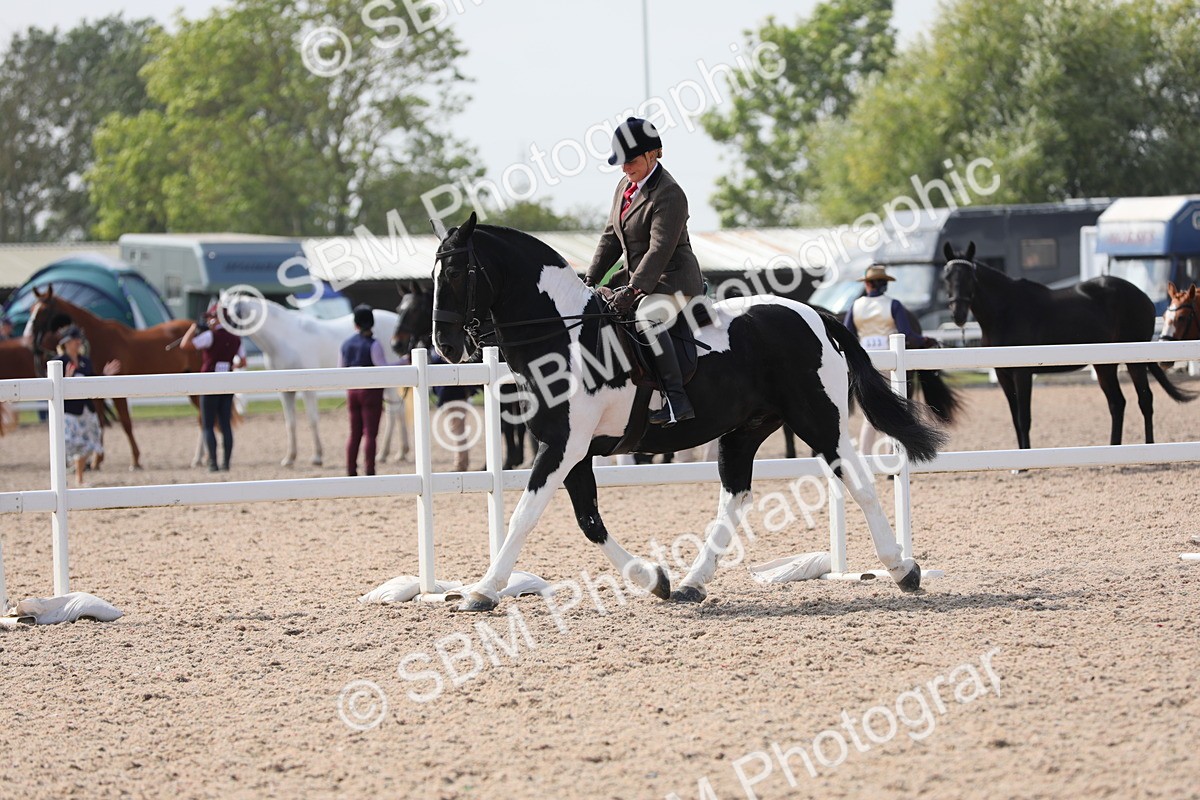 SBM_13489 - Class 308 Ridden Coloured Horse
