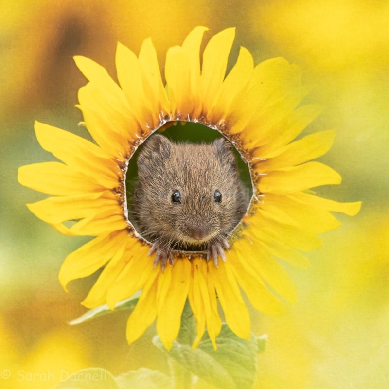 Vernon in Sunflower SD20264 - Greeting Cards