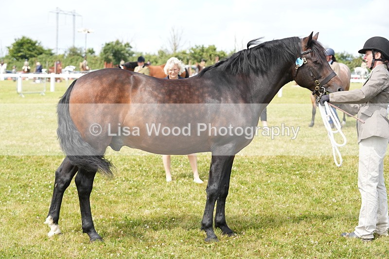 DSC05792 - Class 51: NPS M&M 4 years and over Large Breeds