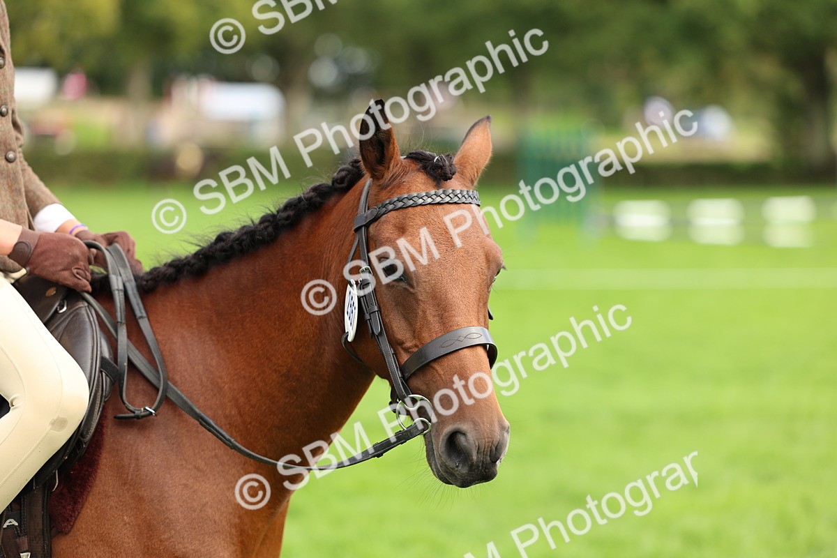 SBM_45386 - S33 - Working Hunter Pony