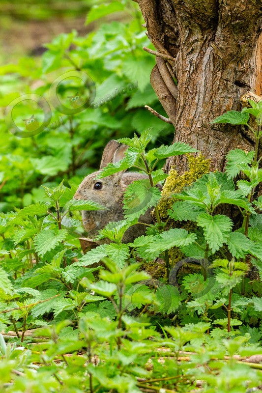 wild rabbit Oryctolagus cuniculus-3898 - UK Wildlife