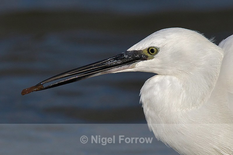 Little Egret close-up on Brownsea Island - Little Egret
