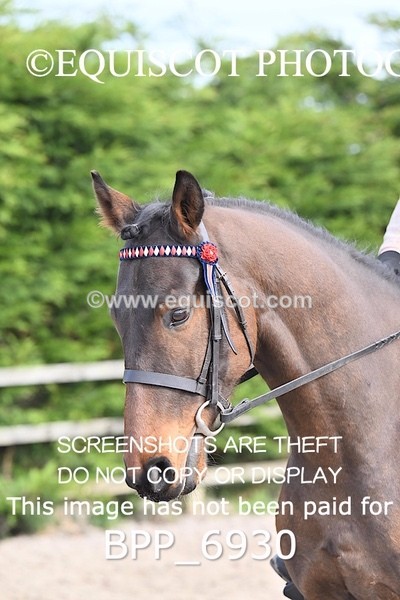 BPP_6930 - RING 1  (RIDDEN HORSES / IN HAND / VETERAN ETC)