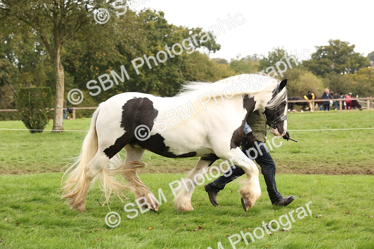 SBM_57498 - S56 - Show Cob in Hand