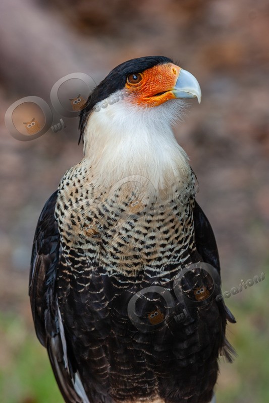 Caracara-236 - BoP from around the world