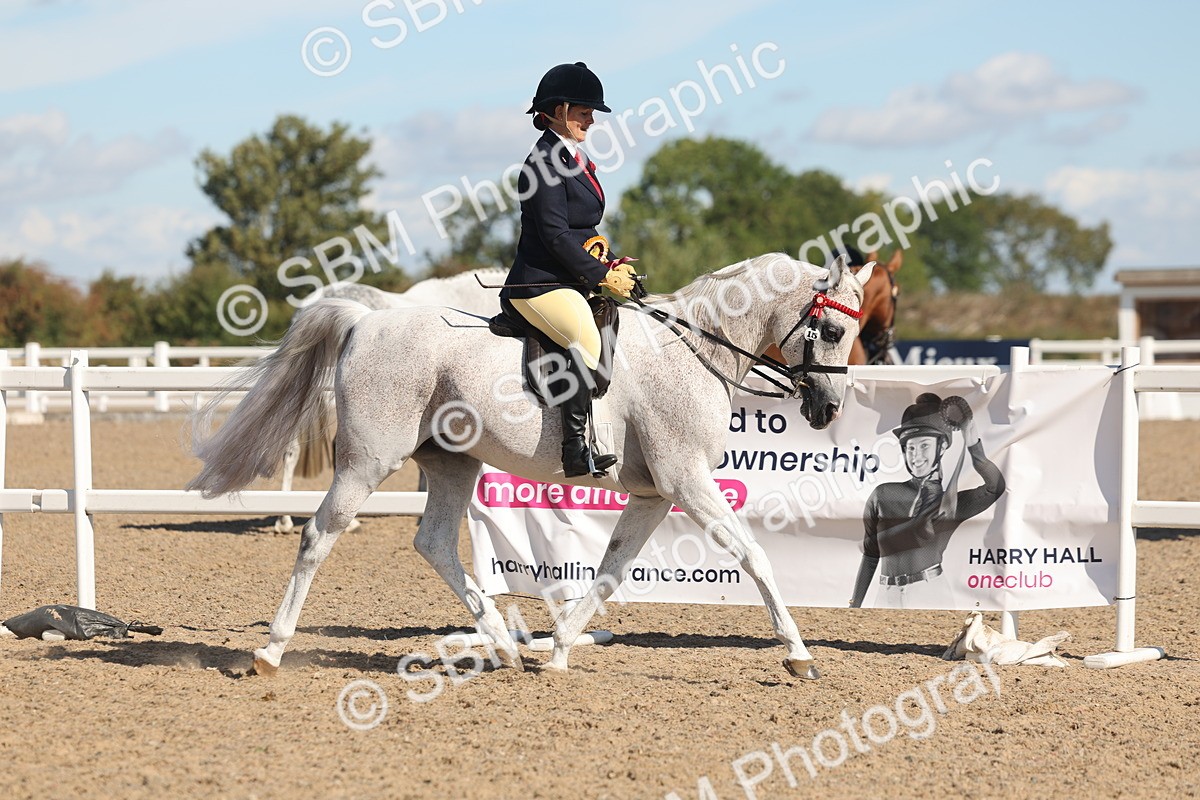 SBM_13149 - Class 305 - Ridden Foreign Breed Pure Bred