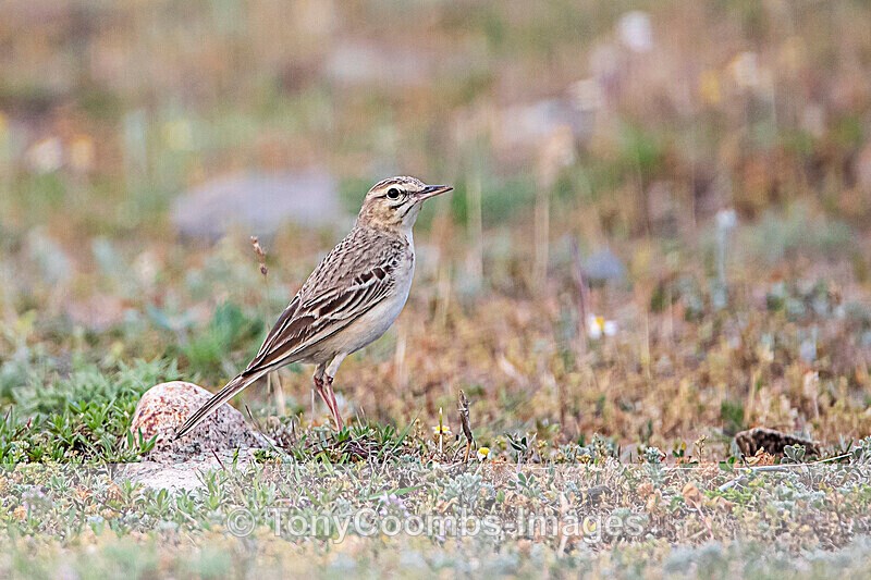 Tawny Pipit - Macin National Park