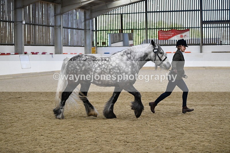 WJ5_5642 - Morning in hand Championship